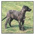 Find out about how to locate a well-bred Scottish Deerhound puppy Discover - photo 6