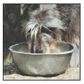 Cover the specifics of taking care of your Scottish Deerhound every day - photo 7