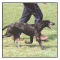 Begin with the basics of training the puppy and adult dog Learn the principles - photo 8