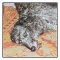 Know when to consider your Scottish Deerhound a senior and what special needs - photo 10