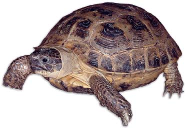 Russian tortoise Ten Reasons Reptiles Make Great Pets If the adults in your - photo 5