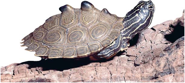 Black-knobbed map turtle Superpopular Pets Reptiles have become superpopular - photo 6