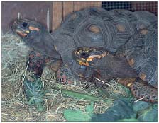 Reptile keeping has become very popular over the years Young peoples - photo 7