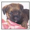 Find out about how to locate a well-bred Border Terrier puppy Discover which - photo 6