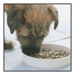 Cover the specifics of taking care of your Border Terrier every day feeding - photo 7