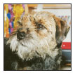 Know when to consider your Border Terrier a senior and what special needs he - photo 10