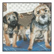 Analyze the canine mind to understand what makes your Border Terrier tick - photo 12