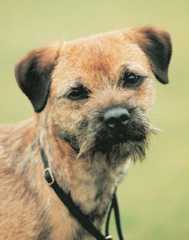 The spirited and plucky Border Terrier is a family dog compact enough to fit - photo 13