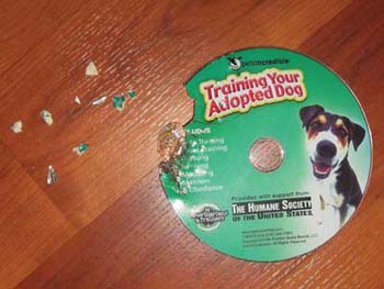 Does your dog get enough exercise Has it been weeks since hes chewed on a good - photo 7