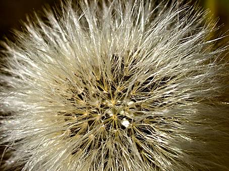 This seed head was just2cms across but photographed with my macro lens it - photo 2