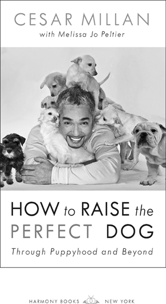 Since this book is about puppies Im dedicating it to my incredible sons Andre - photo 2