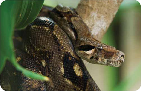 Anacondas hunt at night When they catch their food they squeeze it until it - photo 14