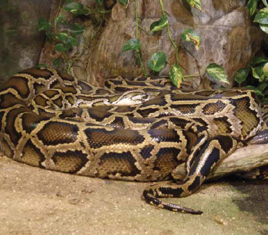 God made anacondas big and strong He made another animal from the rainforest - photo 15