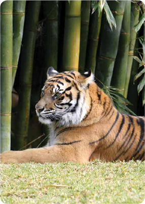 Bengal tigers can be found in the tropical forests of India They are big cats - photo 16