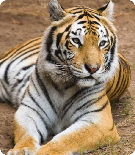 The Bengal tiger can grow very big They can be four-and-a-half to ten feet - photo 18