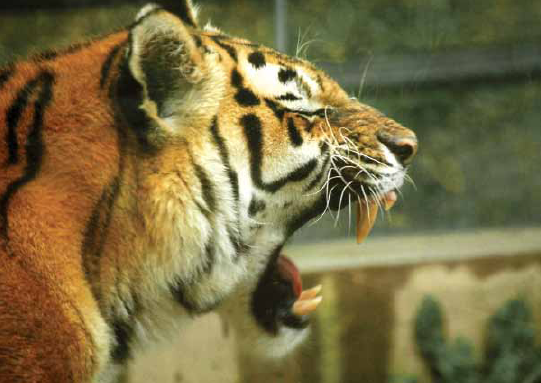 These big tigers have to eat a lot They catch animals like buffalo and wild - photo 19