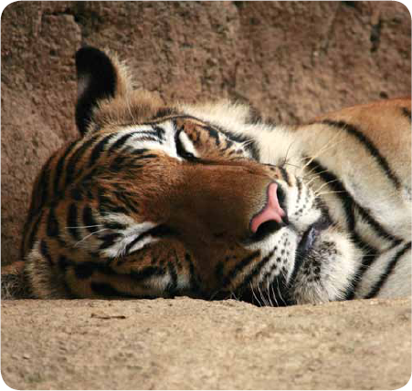 Bengal tigers like to be alone They sleep for up to eighteen hours a day But - photo 20