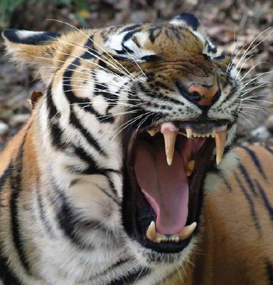 The Bengal tigers roar is loud It can be heard up to two miles away If - photo 21