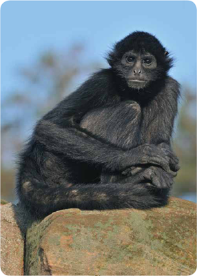 There are fourteen kinds of spider monkeys These monkeys live in the upper - photo 23