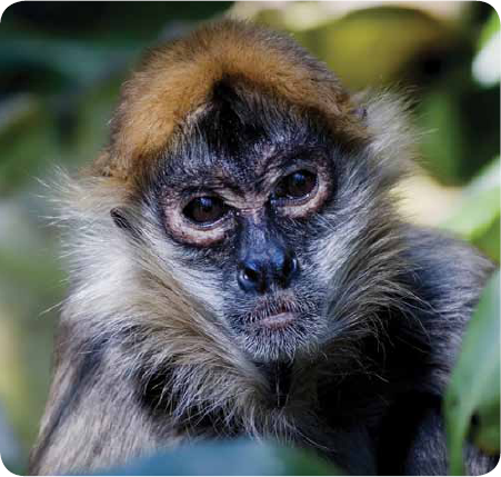 There are fourteen kinds of spider monkeys These monkeys live in the upper - photo 24