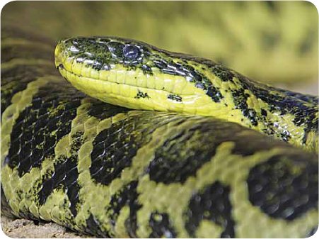 The anaconda is the largest snake in the world The longest known anaconda was - photo 11