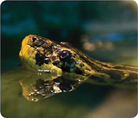 Most anacondas are found in swampy tropical areas in South America They like - photo 12