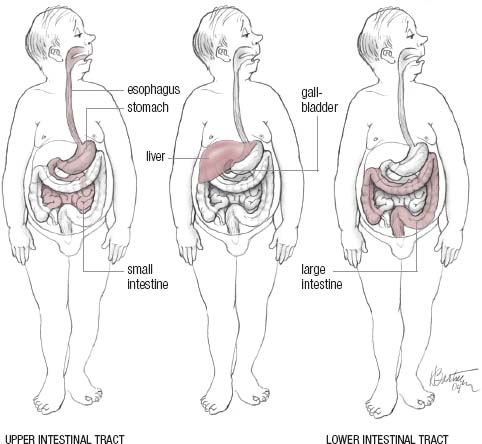 Our journey through the intestinal tract will be in three stages first the - photo 3