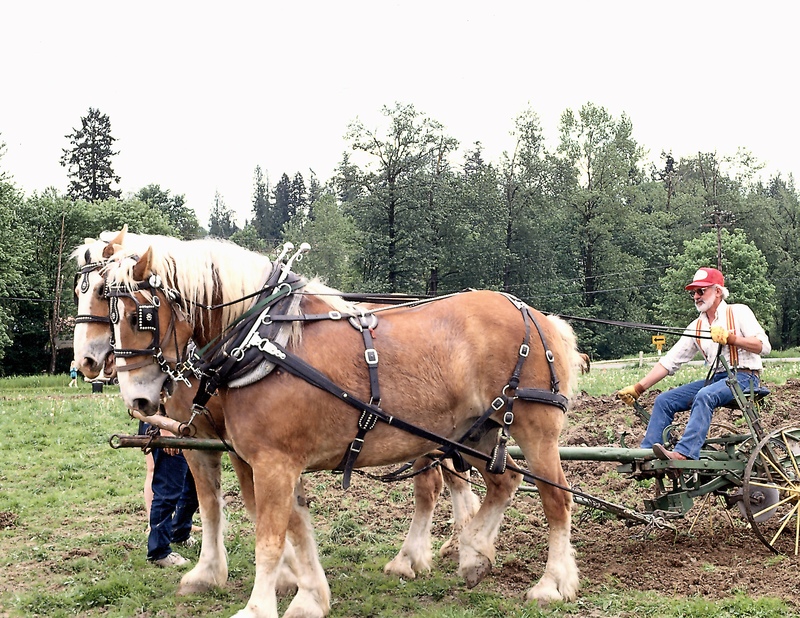 What is a Horse There are many different kinds of horses inthe world Some are - photo 3