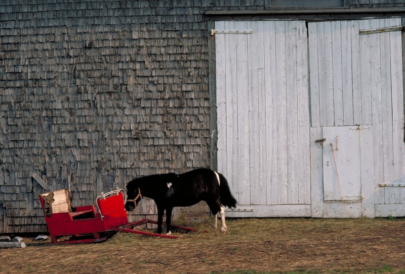 Some people wanted small horses They wouldbreed the smallest horses they could - photo 4