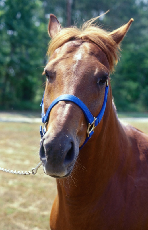 Horses have big eyesthat can turn in their heads Since there is one eye on - photo 8