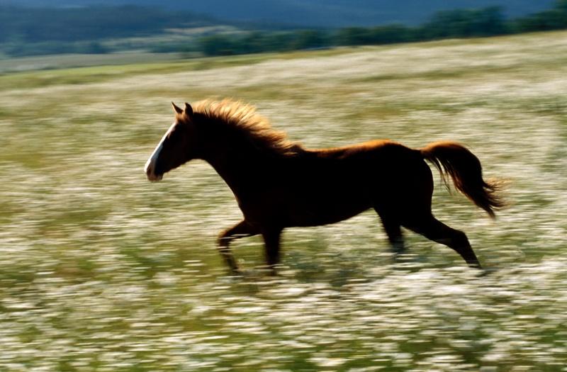 Most horses are in one of three groupsHot-blooded horses are made to be - photo 6