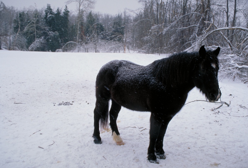 Horses are covered in fur Their fur helpsto keep them warm when it gets cold - photo 7