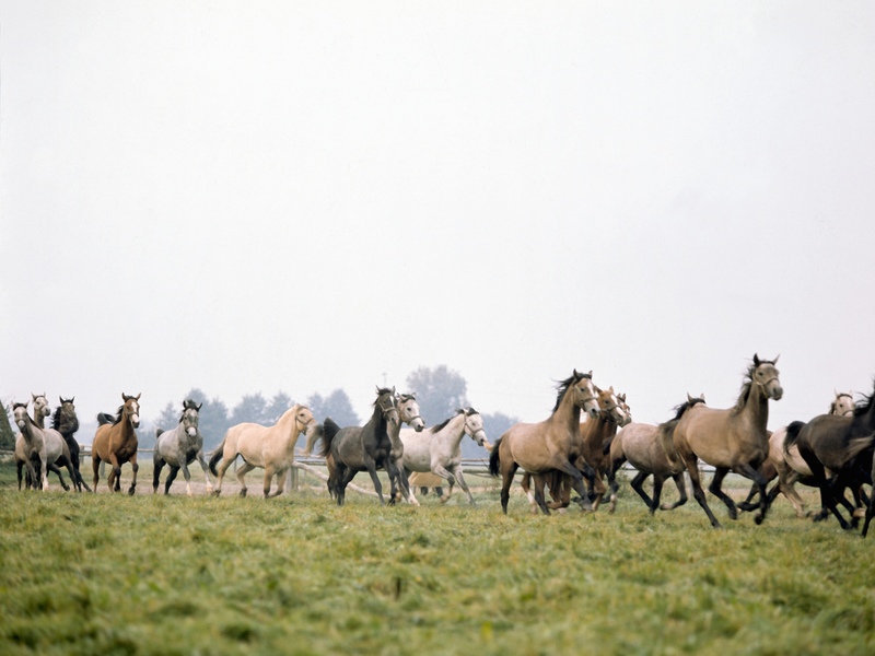 Horses like to live with other horses Wildhorses often live in groups called - photo 9