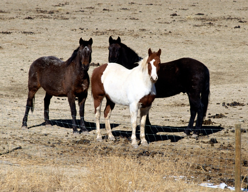 A male horse is called a stallion A femalehorse is called a mare A baby horse - photo 5