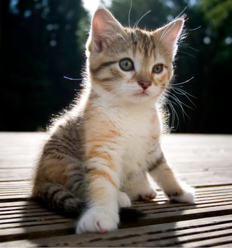 Popular Cat Breeds Kittens come in many breeds meaning the same variety or - photo 2