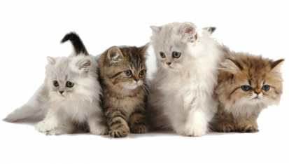 Persian Soft and fluffyyou can count on this when buying a Persian cat Their - photo 3