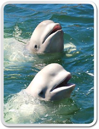 Belugas are known as canaries of the sea Like canaries belugas make shrill - photo 12