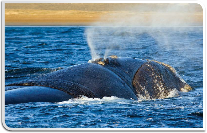 The name right whale comes from early whalers When they were hunting they - photo 15