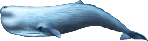 Sperm whales can dive more than 3200 feet 1000 meters underwater No other - photo 7