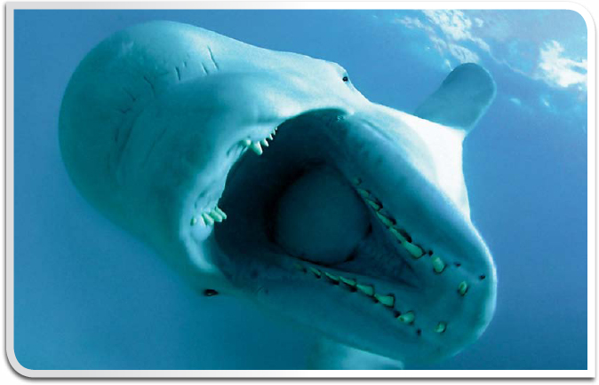 Beluga Whale Most toothed whales have one blowhole One type of endangered - photo 9