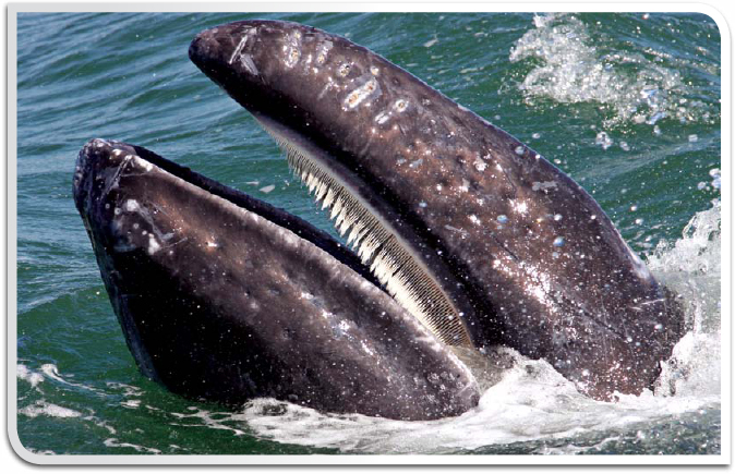 Grey Whale Baleen whales have two blowholes located side by side Beluga - photo 8