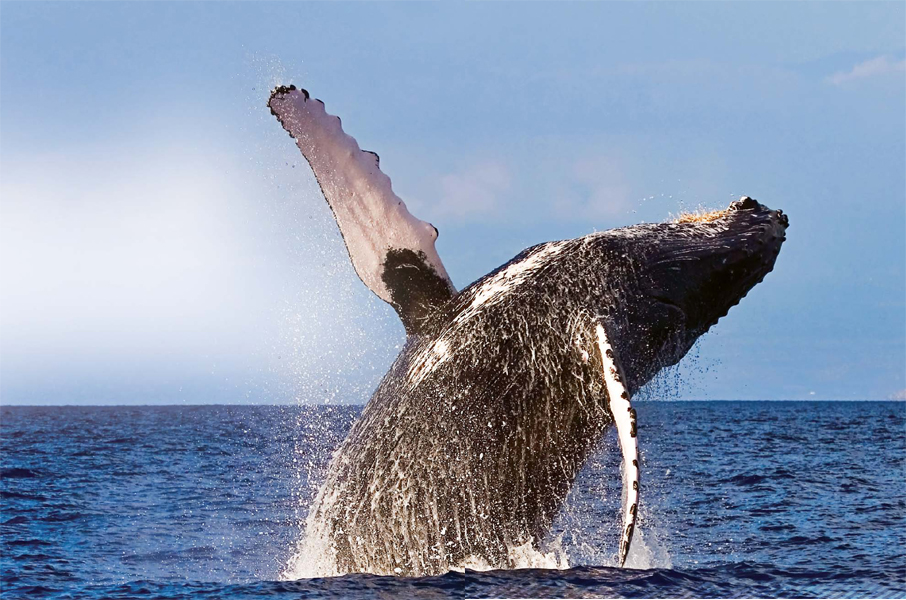 Whale-watching is a popular tourist activity in some parts of the world - photo 3