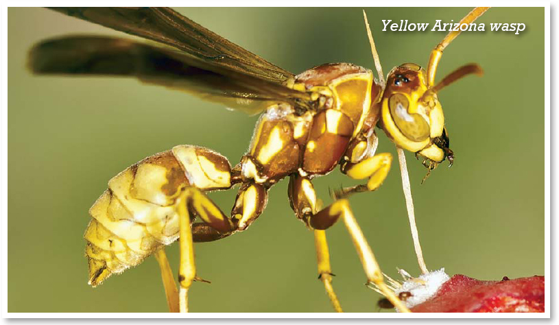 INSECTS WITH A TWIST Many insects bite but only bees ants and wasps sting - photo 13