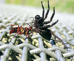 INSECTS WITH A TWIST Many insects bite but only bees ants and wasps sting - photo 15