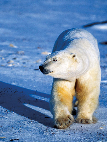BIG AND BAD The polar bear is the largest predator on land A polar bear - photo 5