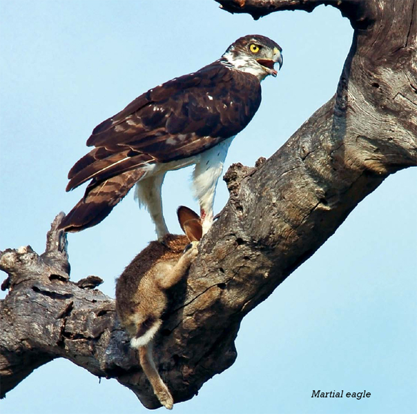 Birds of prey use their feet as weapons Their feet have powerful claws called - photo 9