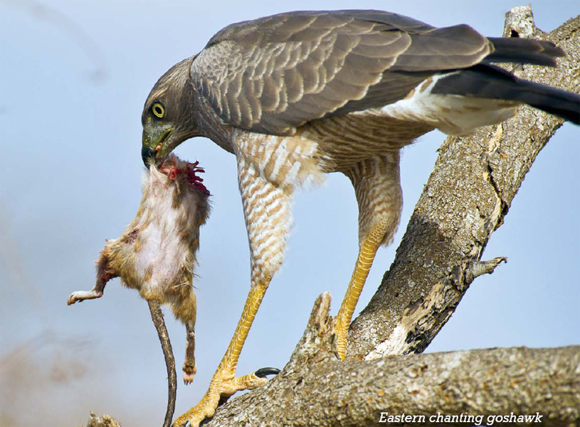 WATCH THOSE TALONS The Harpy eagle has the largest talons of any bird These - photo 10