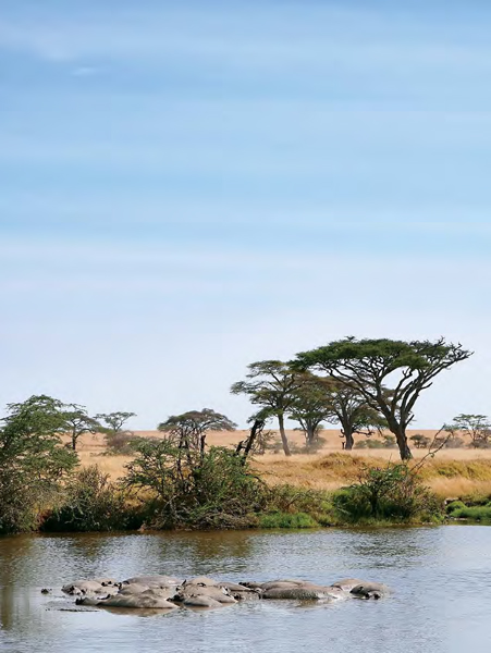 There are two kinds of hippos river hippos and pygmy hippos The river hippo - photo 15