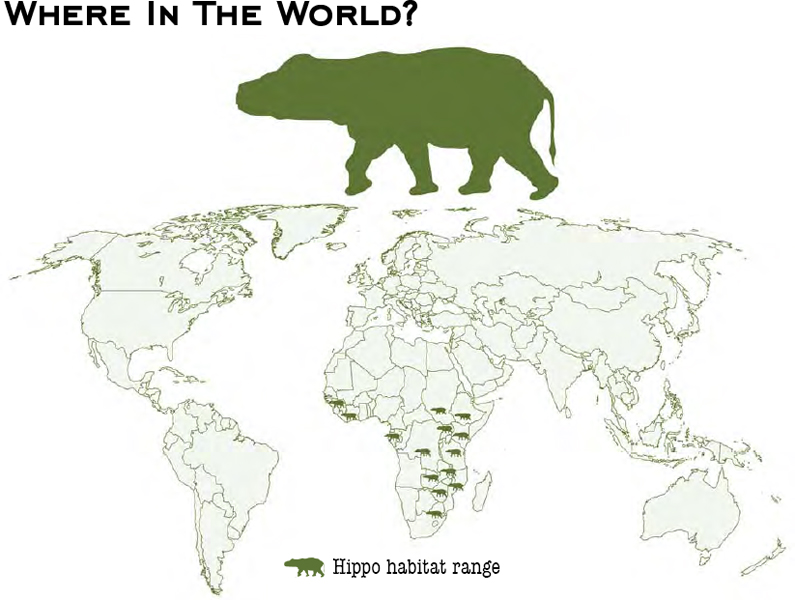 A MINI-HIPPO Pygmy hippos are smaller than river hippos They only weigh about - photo 16