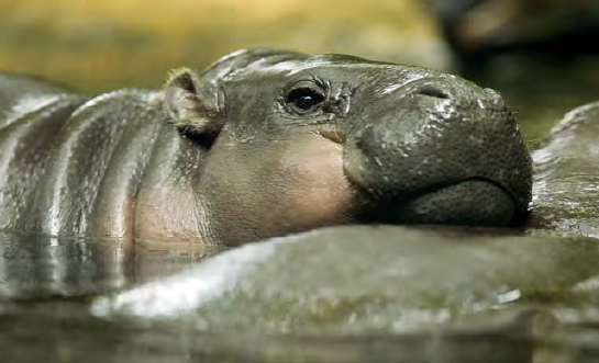 A MINI-HIPPO Pygmy hippos are smaller than river hippos They only weigh about - photo 17